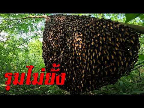 HONEYHUNTINGตามตัวกินดอกไม้เจอผึ้ง4รังจัดเต็มด้วยเหล็กในรุมไ