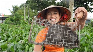 1645 / Bẫy chuột nấu ăn trên vỏ lãi
