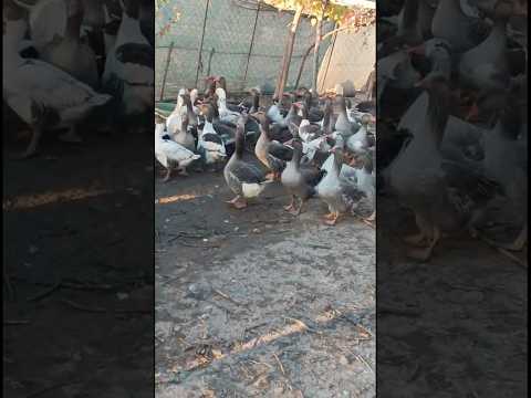 “Graceful and Curious: The World of Geese