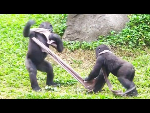 Ringo and Jabali's Tug-of-War Match! 😆林戈和呷百二的拔河比賽！