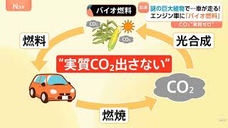 巨大植物「ソルガム」が未来のエネルギー事情を変える？“実質CO2を出さない”「バイオ燃料」開発加速｜THE BOMBAY NEWS GIG