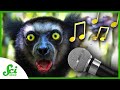 Understanding Tusks and Musicality in Lemurs