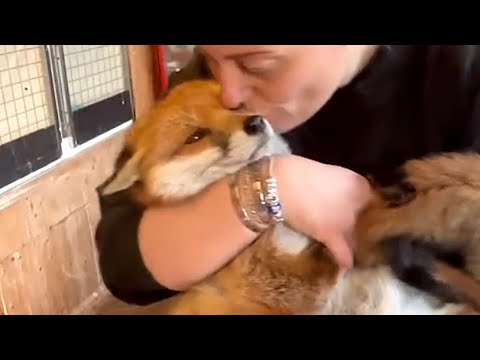 Rescue fox loves to snuggle with teddy bear