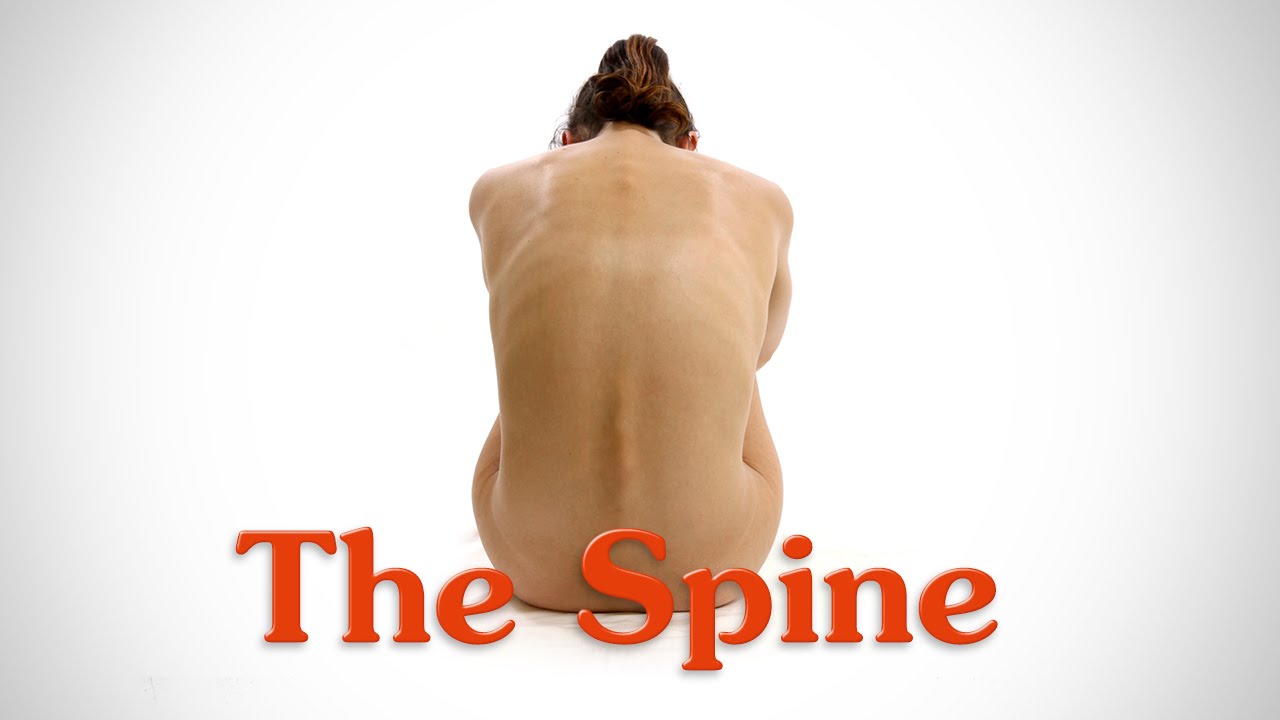 Anatomy of the Spine - for Artists - Proko