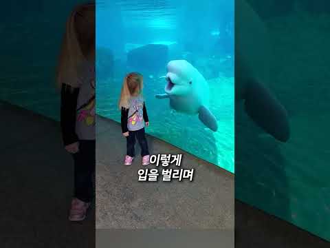 벨루가가 겁을주는 반전이유 ㄷㄷ