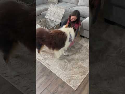 Getting Our Dog A Puppy
