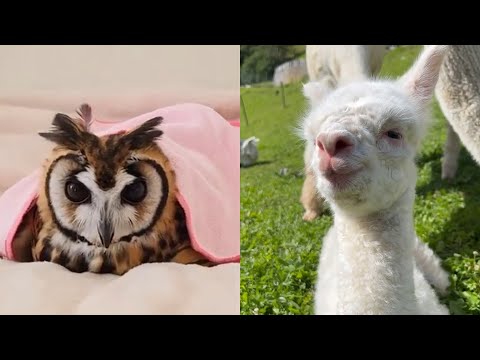 Cute Animals Compilation To Make You Smile