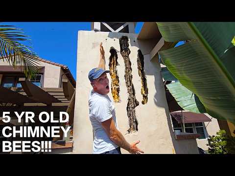 HUGE Bee Hive in Chimney!