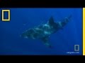 Shark Expedition and Research Insights