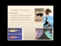 Exploring Vestigial, Homologous, and Analogous Structures