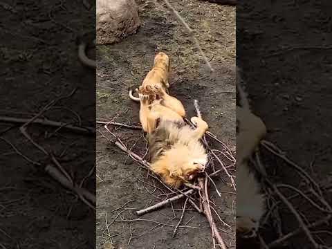 ???