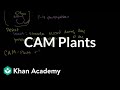 Photosynthesis Mechanisms in Plants