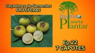 Caçadores de Sementes FRUTÍFERAS- Ep. 22- 7 CAPOTES. Campomanesia guazumifolia 