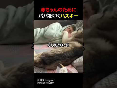 赤ちゃんのためにパパを叩くハスキー