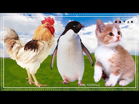 Cute animals around us - Chicken, Penguin, Cat - Animal sounds