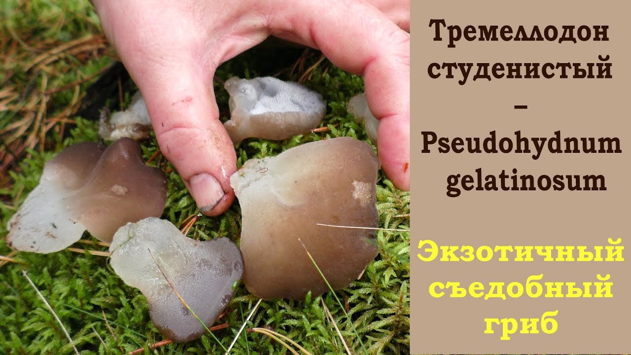 Ледяной гриб - Тремеллодон студенистый Pseudohydnum gelatinosum