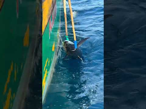 40 kg Tuna fish Long line Fishing