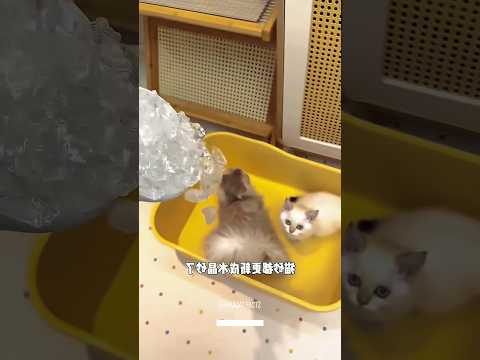 Best Sand For Cat 😱
