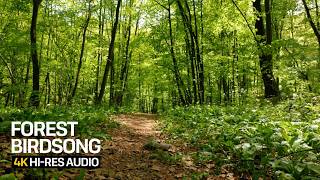 3 Hours Spring Forest Birdsong | Wild Garlic Woodland & Bird Calls for Sleep & Relaxation