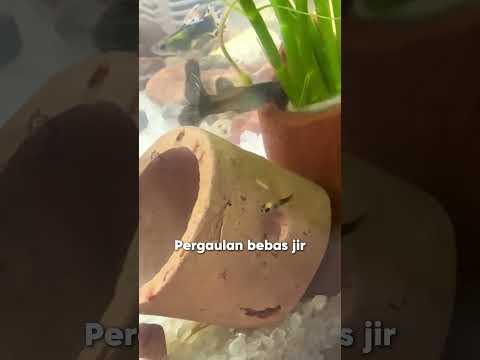 piara Ikan 🐟 #THOLOL