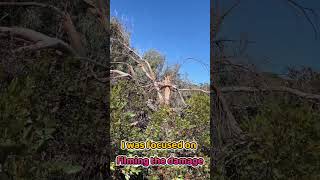 Unexpected sighting while filming the aftermath of City Beach Tornado #australiananimals #tornado