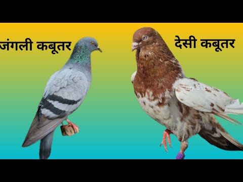जंगली कबूतर और देसी कबूतर का जोड़ा कैसे लगाएं बच्चे कैसे बनेंगे