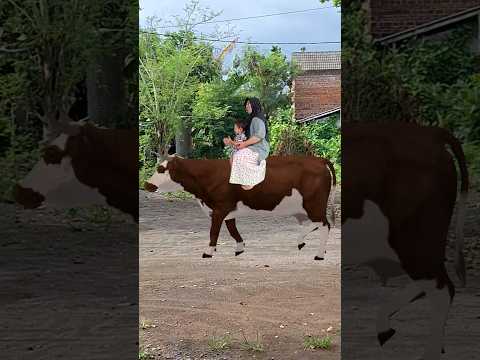 AIJAZ NAIK SAPI