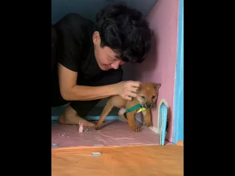 #PetVlog #MagicalAnimalsOnTikTok #DogOwners #Pets #AnimalConfusingBehaviors