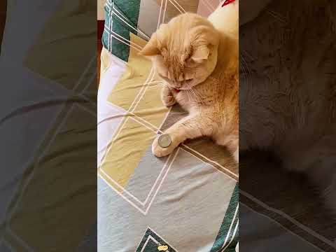 Cats are natural imitators 🐱😂#cat#funny#fyp # #youtube