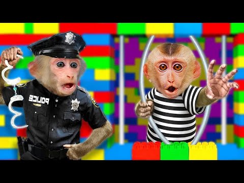 Kiki Monkey best videos complaint one hours | Kiki Monkey