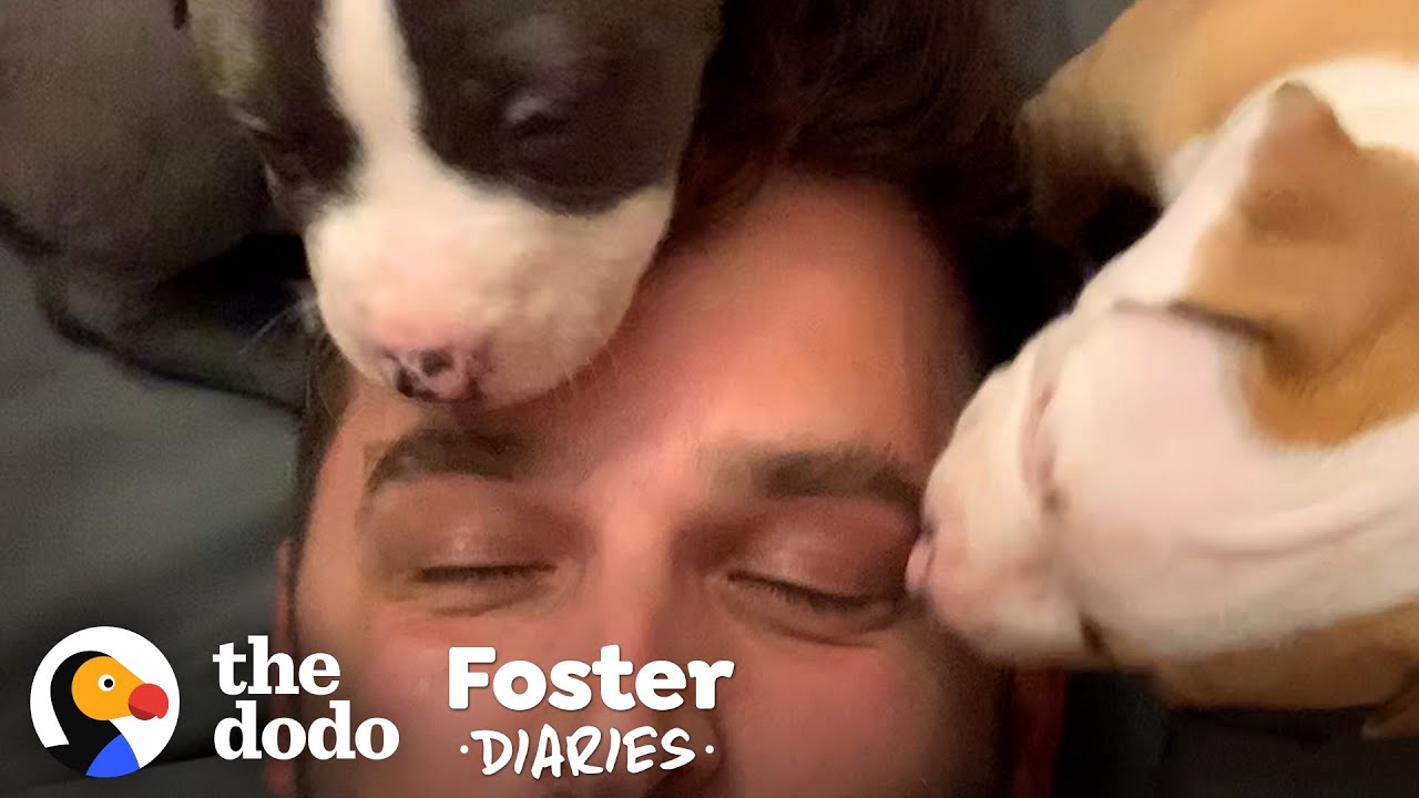 Hikers Find A Mama Dog Giving Birth Foster Diaries