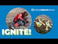 Arctic Plant Phenology and Climate Change
