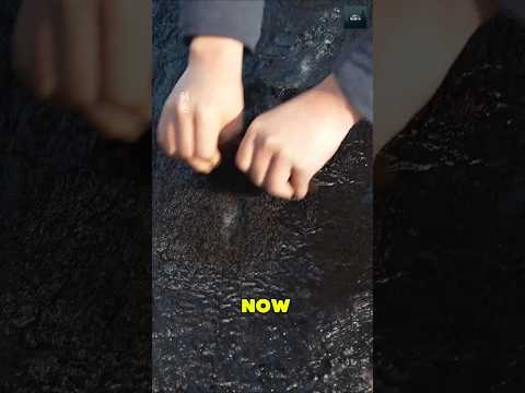 He Turned Donkey Hide Into an Ancient Superfood 🤯