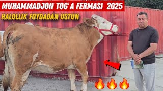 😳 Muhhammadjon Togʻa Fermasi Togʻa Hammani Duo Qildi Simental Bug'ozlar 