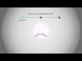 Cellular Respiration Concepts