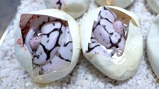 白黒の蛇が孵化しました