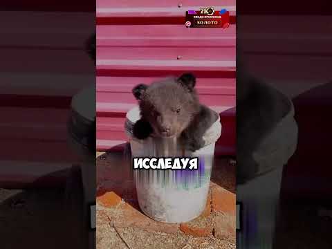 Медвежий папа