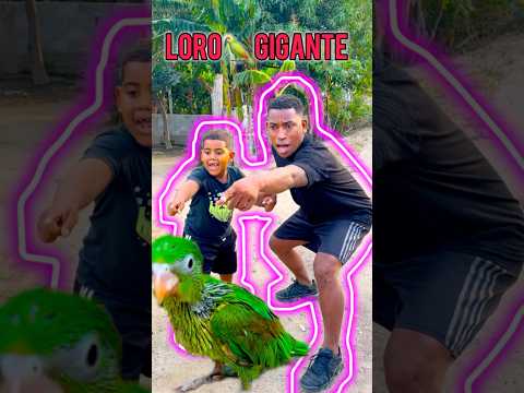 Un loro 🦜 gigante #comedyfamily #humor