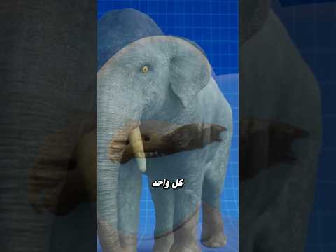 العميان الثلاثة والفيل 😱