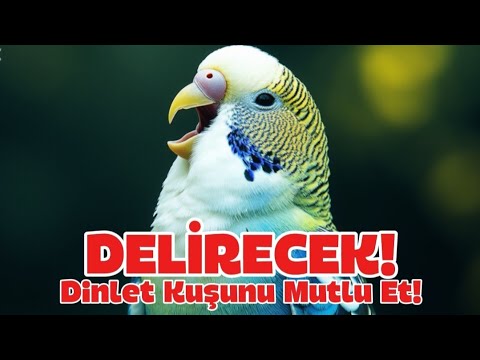 Muhabbet Kuşu Sesi | Kuşlarınız İçin Doğal ve Rahatlatıcı Sesler – Mutlu ve Sağlıklı Kuşlar!