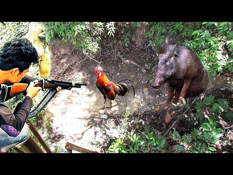 BERBURU ‼️ nyanggong kubangan poin lagi babi hutan dan ayam hutan betina