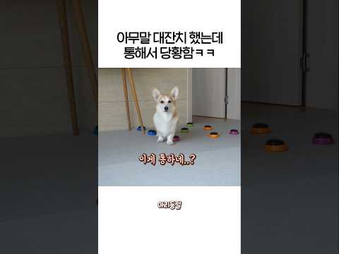 강아지가 평소에 말 많이 하는 이유😂