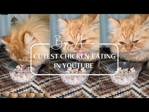 Cutest Chicken-Eating Kitten on YouTube! 🐱🔥