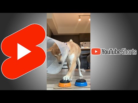 Shiba Inu Puppy figures out what Orange Button is for..