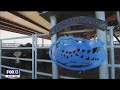 Methane Emissions and Cattle Research