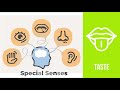 Sensory Receptors and Their Functions