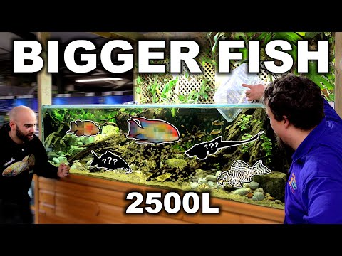 Adding BIGGER FISH! 2500L South American Aquarium