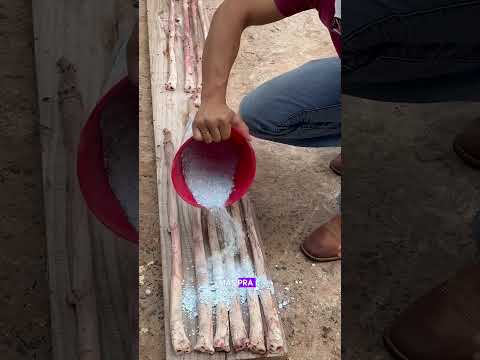 Cassetete do caipira #capiau  vergalhão de boi