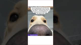 Most innocent dog ever seen 😇