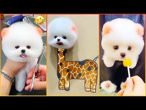 The Most Lovable Pomeranian Puppies Ever 🐾 Chó Phốc Sóc Mini Đáng Yêu Nhất Thế Giới 😍 #601